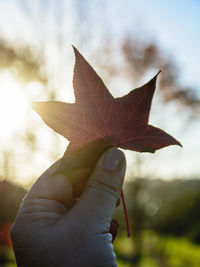 Close-up of hand holding maple leaf during autumn