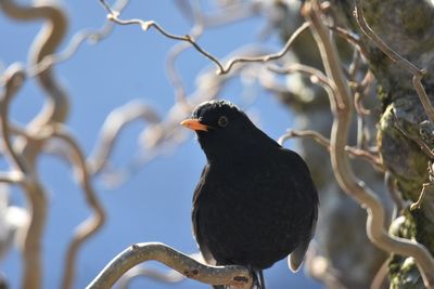 Low angle view of blackbird perching on branch