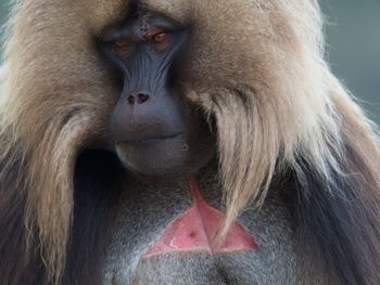 Extreme closeup of adult gelada monkey theropithecus gelada face looking straight at came, ethiopia.