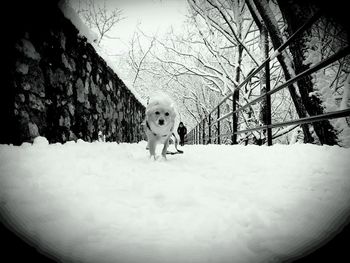 Portrait of dog in snow