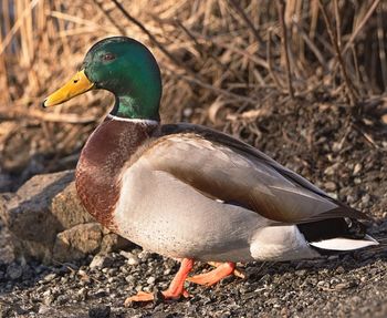 Close-up of bird