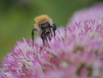 Close-up of insect on pink flower