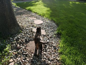 High angle view of dog on grass