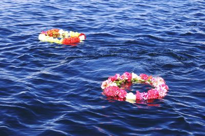 Close-up of flower in water