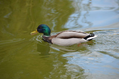 A male mallard duck with grass in his mouth swimming in the water