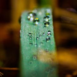 Close-up of raindrops on leaf