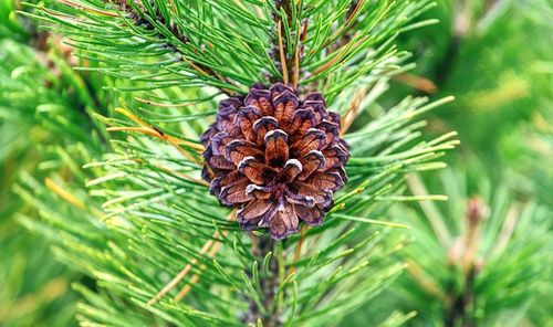 Close-up of pine cone on tree