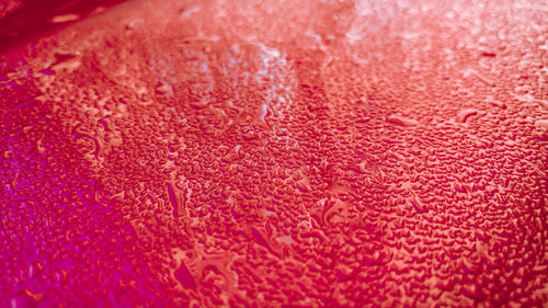 Extreme close up of red flower