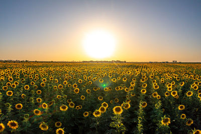 Scenic view of field against sky during sunset