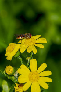 Close-up of insect on yellow flower