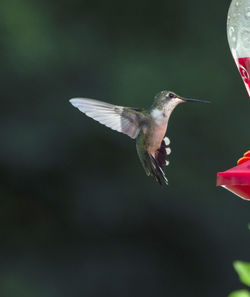 Close-up of bird flying against blurred background