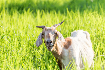 Sheep in a field