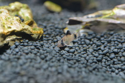 Close-up of lizard on rock