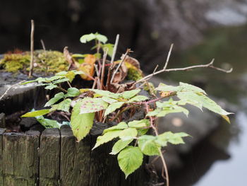 Close-up of plant growing on field