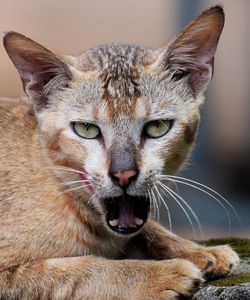 Close-up portrait of a cat