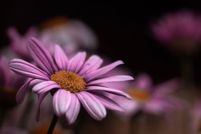 Close-up of pink flower