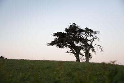 Tree on field against clear sky