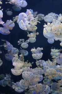 Close up of coral underwater