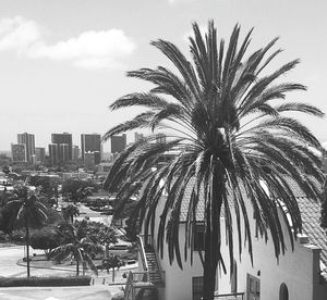 Palm trees against sky