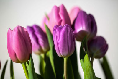 Close-up of pink tulips