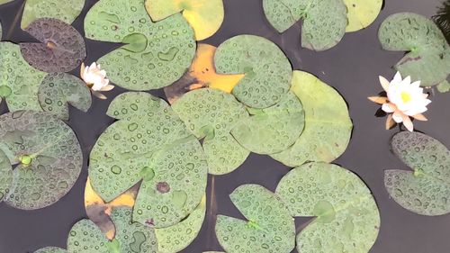 High angle view of lily pads leaves in pond