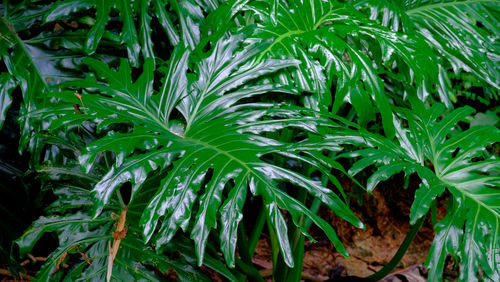 Full frame shot of fresh green plants