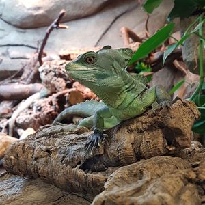 Close-up of lizard on leaf
