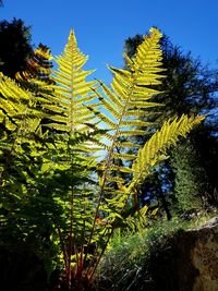 Low angle view of fern against sky