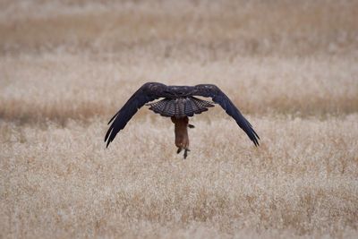 A hawk captures a prarie dog and carries it off