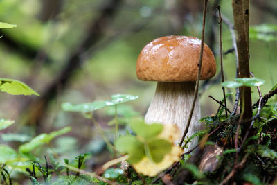 Close-up of mushroom growing on field