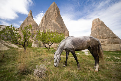 Beautiful horses graze in the pasture