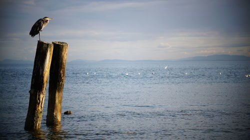 Seagull perching on wooden post in sea