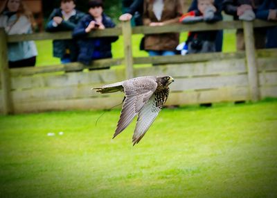 Bird flying in grass