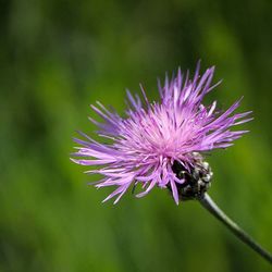 Close-up of purple flowers blooming