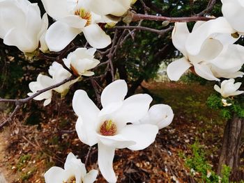 Close-up of white flowering plants on field