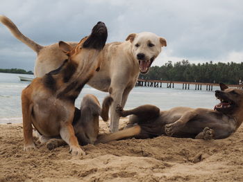Dogs on beach against sky