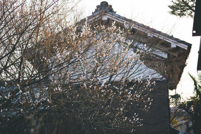 Low angle view of bare trees against the sky