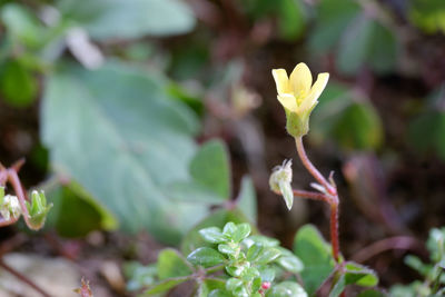 Close-up of flowering plant