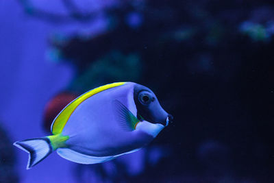 Powderblue tang fish acanthurus leucosternon on a coral reef.