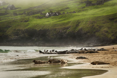 Seals and seagulls on shore against mountain