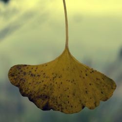 Close-up of yellow leaf