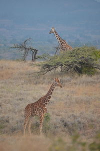 Giraffe standing on landscape