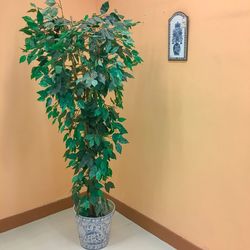 Close-up of potted plant against wall