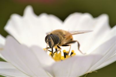 Close-up of bee pollinating on white flower