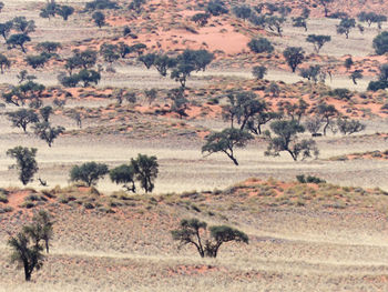 View of trees on landscape