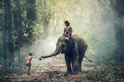 Side view of elephant in forest