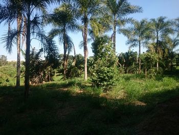 Trees on grassy field