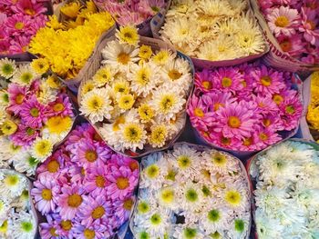 High angle view of multi colored flowering plants