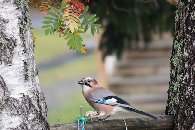 Close-up of bird perching on tree