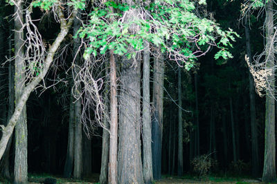 Trees in forest